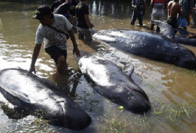 Eight pilot whales dead in mass stranding in Indonesia